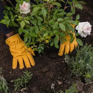 Westland Farmyard Manure - 50 Litre