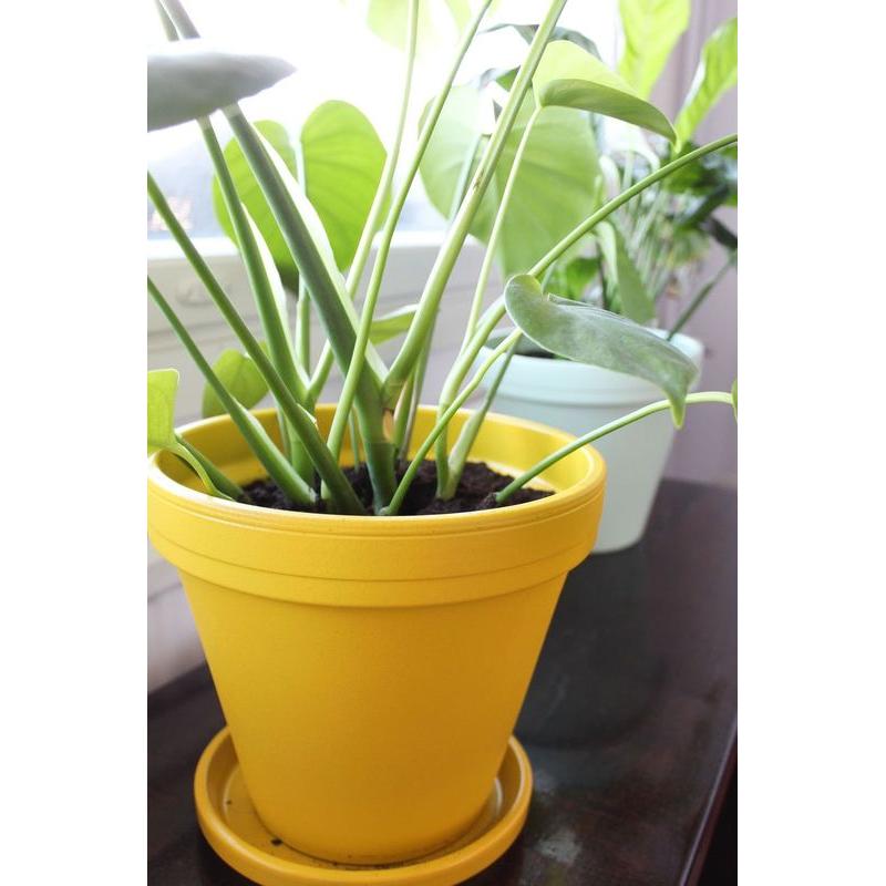 Maston ONE Spray Paint Satin Bright Yellow 400ml