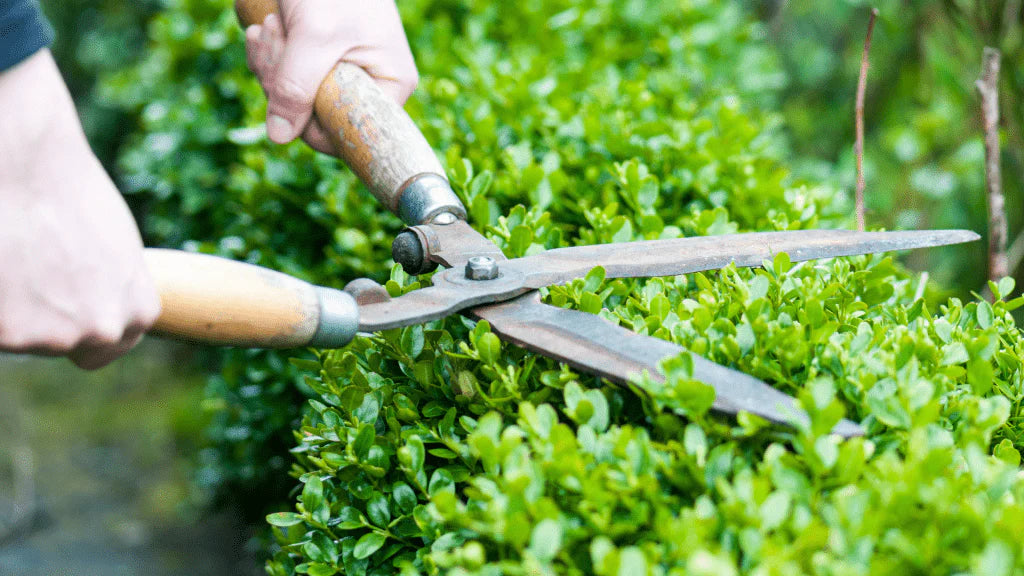 Shop cutting &amp; pruning garden hand tools, including secateurs, loppers and shears. Durable, precise tools with fast nationwide delivery from Ted Johnsons.