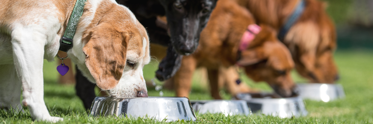 Buy Dog Food Online | Quality Nutrition for Your Pet | Ted Johnsons
