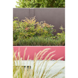 Little Greene Carmine Paint 189