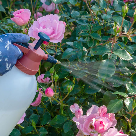 Person watering pink roses with a spray bottle in a garden setting