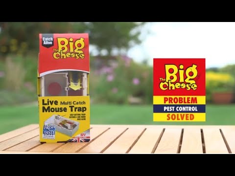 Big Cheese Live Multi-Catch Mouse Trap