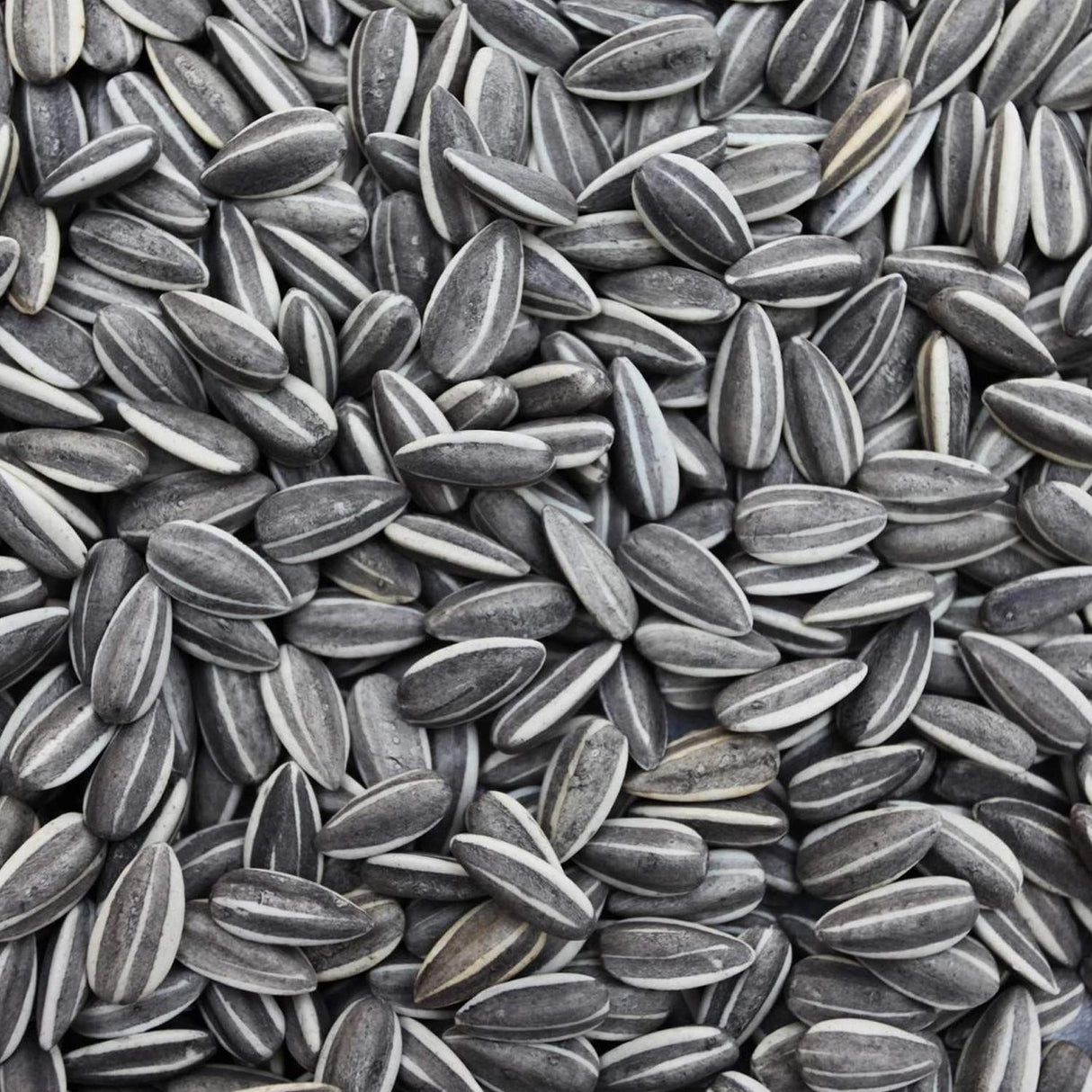 Sunflower Bird Seed